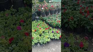 #Gardening care tips #YouTube# short video#🌺🌺🥀🥀🥀