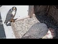 Cal Falcons: Archie delivers snack to nest🍔 Watches Annie feed chicks👀 Breaks 4th wall 😂 2024 Apr 28