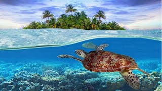 SEA Turtles Coral Reef Fish • 1080p HD • Sleep Music • Study Music • Meditation Music