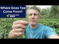 Where Does Tea Come From: Organic Tea Garden Tour