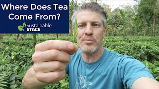 Where Does Tea Come From: Organic Tea Garden Tour