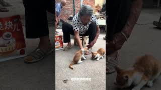 等着奶奶把家里两只小橘也喂的胖胖的～ 老人与猫 狸花猫 被猫猫治愈的瞬间 喵梵思脆块儿