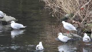 冬羽ユリカモメBlack-headed Gull （百合鴎、学名：Larus ridibundus）チドリ目カモメ科　DSCN7621