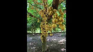 The famous pendant of Narsingdi, নরসিংদীর বিখ্যাত লটকন, ( Episode 16 ) Food