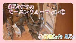 MOCAママのモーニングルーティン　朝は忙しい！#保護猫 #保護子猫