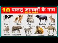 10 पालतू जानवरों के नाम | Pet animals name hindi and english | Animals name