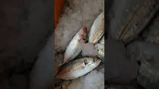 குட்டி குட்டி பாறை மீன்கள் | #bismillahfishmarket |