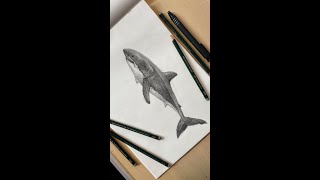 white shark - great white shark - shark drawing - timelapse - pencil sketch drawing - #shorts