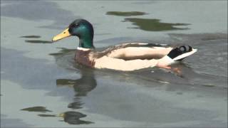 Mallard Anas platyrhynchos with ducklings