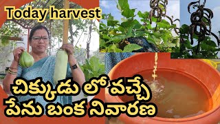 చిక్కుడు లో వచ్చే పేనుబంక నివారణ#@AadiLakshmiTerraceGarden #aanabha kayalu harvest