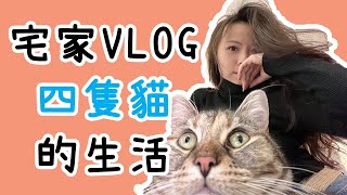 宅家 Vlog|周末宅家|貓咪Vlog|宅家日常|周末宅家日常|宅家Vlog