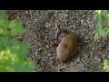 white tailed deer giving birth to twin fawns.