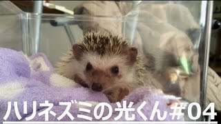 ハリネズミの光くん #04 顔が見えた！