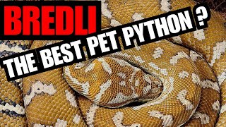 Centralian Carpet Python Care