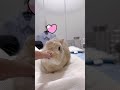 父さんラブのかわい子ちゃんウサギさん🐰❤️ ネザーランドドワーフ うさぎ bunny