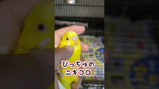 【インコ】ぴっちゅのニギコロ♪ぴっちゅとパパの遊び #インコ #ニギコロ #shorts