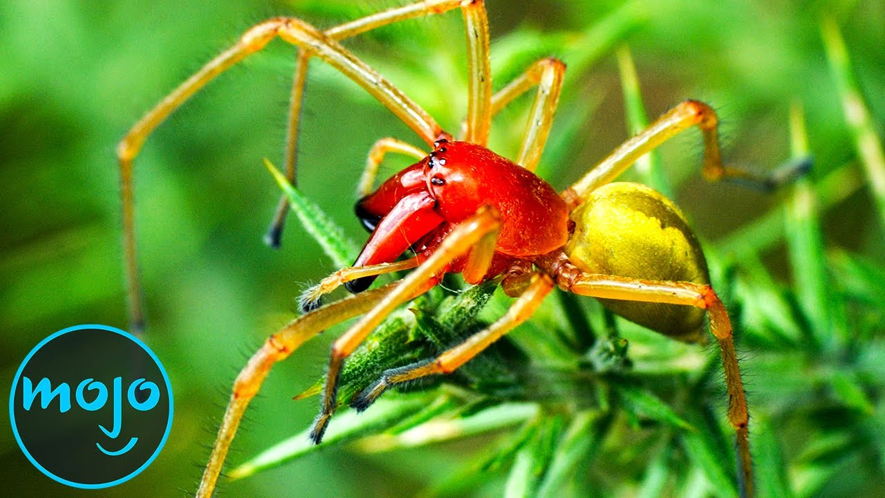 Red Poisonous Spiders
