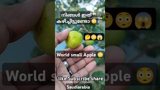 World Very Small Apple😳 |നിങ്ങൾ ഇത് കഴിച്ചിട്ടുണ്ടോ😳 #saudiarabia #apple #brokenheartashraf #short