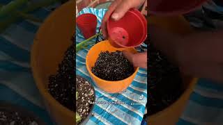 Repotting a Baby Aloe Vera