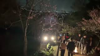 【夜桜】At the cherry blossom festival in Okinawa(2025年やえせ桜まつり『桜のライトアップ』)