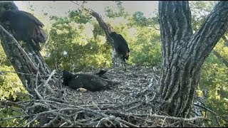 Decorah Eagles~ N2B- Look Who Branched-D26 \u0026 D27_ 6. 6. 17