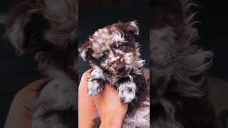 Mudi DOG , the dog breed you didn't know you wanted! ;) #shorts #viral #video