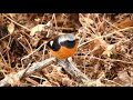 ダイサギ　カワセミ　コガモ集団　ジョウビタキ♂　ハシビロガモ　今日の鳥