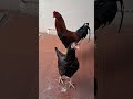 நீ முட்டையே போட வேணா போடி🤣🤣 funny_chicken kozhi_koothugal trending youtubeshorts shortsfeed yt