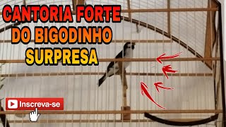 BIGODINHO SURPRESA - CANTA FORTE