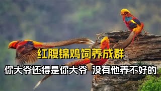 将红腹锦鸡饲养成群，你大爷还得是你大爷，没有什么是他养不好的