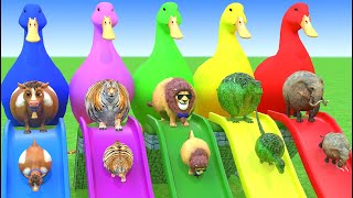 Long Slide Game With Elephant Gorilla Buffalo Hippopotamus Tiger 3d Animal Game Funny 3d Animals