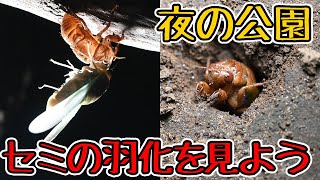 セミの羽化を見よう！夜の公園で昆虫採集！【千葉公園】千葉県の昆虫探し セミの抜け殻も沢山！小学生の夏休み