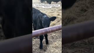 New life on the farm! #cow #farming #cattle #calf #farm #bull #farmlife #ranch #animals