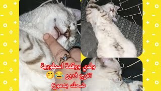 قطي ورقدة اسطورية 🤭😽 فديو ضحك بدموع 🤣 تفرج لتالي 😂#مشاهير #الجزائر_تونس_المغرب #قطط