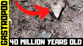 40 Million year old Gastropod Fossil from the Bartonian age of the Eocene epoch.