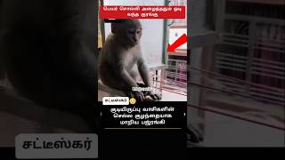 செல்ல குழந்தையாக மாறிய குரங்கு.!🐵 #shorts #monkey #trending