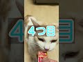 猫の【助けてサイン】5選！！ cat マンチカン 猫 shorts 知ってて得する 猫の気持ち