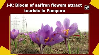 J-K: Bloom of saffron flowers attract tourists in Pampore