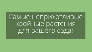 Самые неприхотливые хвойные растения для вашего сада!