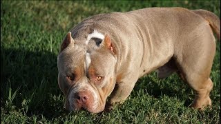 DOUBLE Ls MYE-STRO World Famous Lilac Tri Pocket American Bully