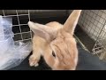 【枚方店】ホテル宿泊中うさぎさん🐰2022.8.11