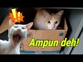 Kucing Hanum 😻 Ya Ampun..!! Kucing Marco & Kucing Miss Cemplon Berantem, Lucu Hehe..😹