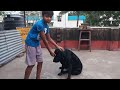 black labrador lucky