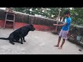 black labrador lucky