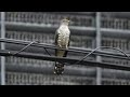 街中のホトトギス　鳴き声　the bark of the lesser cuckoo