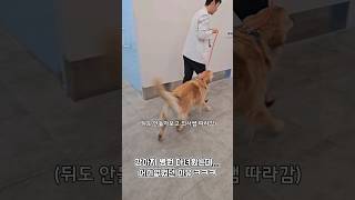 강아지 병원 다녀왔는데 어이없었던 이유 ㅋㅋㅋ (낯선 의사쌤 젤 좋음) #shorts