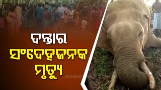 Tusker found dead in Balasore’s Nilagiri