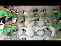 Best Amazing high flying pigeon breeds - Tipplers & indian pigeons - Visited Askin Cool pigeon loft