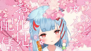 【お花見】カメラ有！晩酌グッズではじめてのお花見🌸【狛犬うめ/Varium】