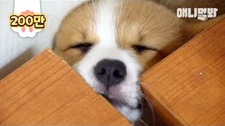 한창 잘때만 천사인 나이ㅋ ㅣ  TFW When Corgi Doggo Needs An Eccentric Sleep